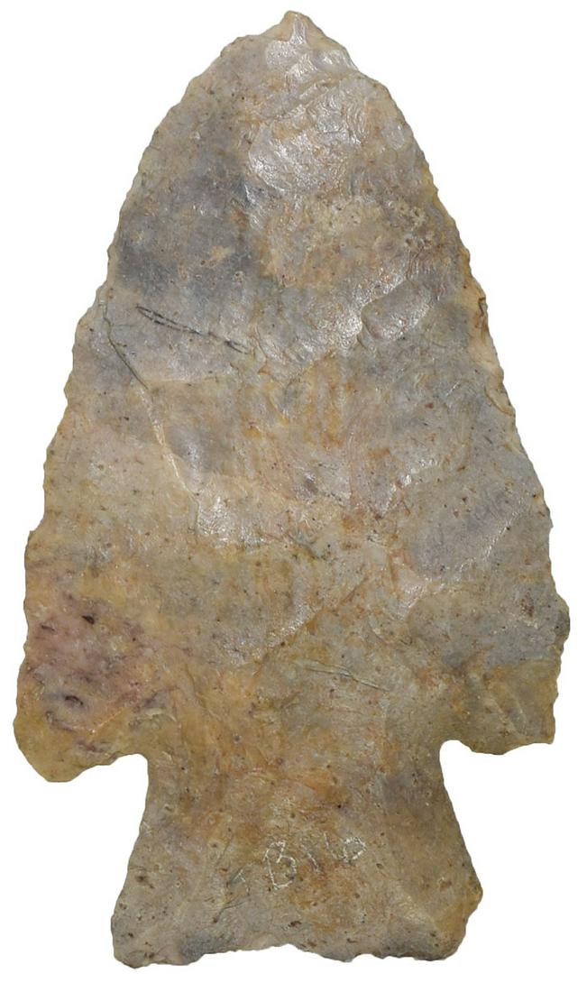 2 3/4" Hardin. Motley COA. Sullivan Co, MO. Stained: 2 3/4" Hardin. Sullivan Co, MO. Stained Burlington Chert. Ex-Rick Diemer. Found by Kurt Oxendale. Motley COA
