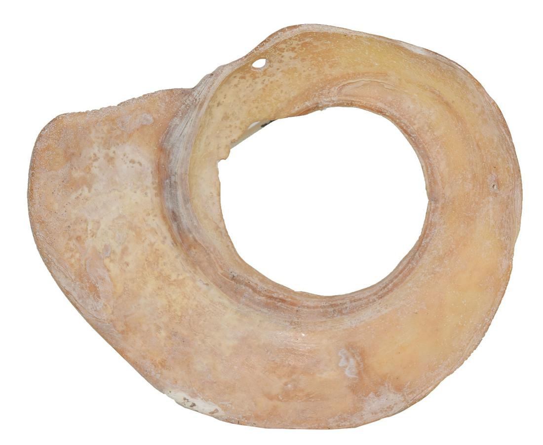 4 11/16" Shell Pendant. TX. Davis COA. Very good: 4 11/16" Shell Pendant. TX. Very good condition. Rare offering of Texas Shell. Ex-Dickie Allison. Davis G9 COA