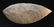7 1/8" Turkeytail Cache Blade. Pictured in 1968. From
