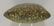 8 1/2" Flared Bit Porphyry Celt. Meadows COA ("finest - 6