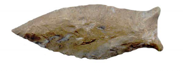 Paleo Beaver Lake, Jackson COA, Davis COA: 223. 2 7/8" Beaver Lake. Bullitt Co, KY. Jackson, Davis G9, Perino, Dickey COA's