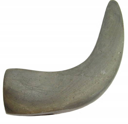 Geniculate Bannerstone, Davis Coa, Pictured,meuser