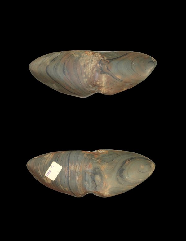 6" Winged Bannerstone. Darke Co, OH. New Hole: 6" Winged Bannerstone. Darke Co, OH. Old bannerstone with what looks like a modern-drilled hole