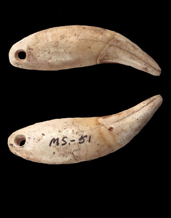 2 1/4" Drilled Bear Tooth. COA by Relic Room: 2 1/4" Drilled Bear Tooth. Mason Co, WV. Relic Room COA