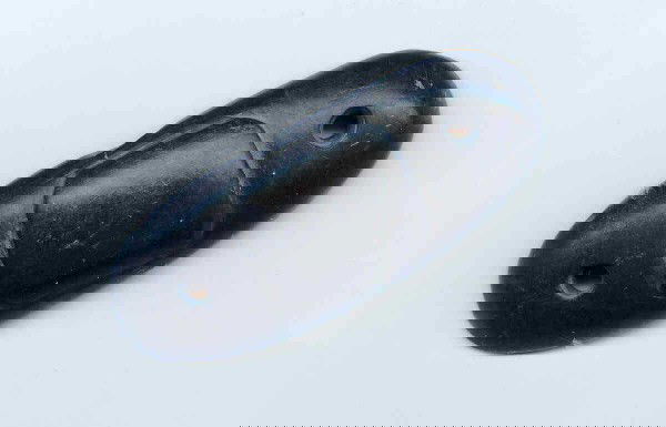 2 1/2" Humped Gorget. Canel Coal. OH: 2 1/2" Humped Gorget. Canel Coal. Wood Co, OH. Rare. Ex-Bill Aurand