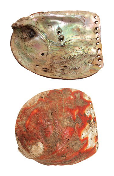 Rare 5 1/2" Drilled Abalone Shell. Davis G8 Paper: Rare 5 1/2" Drilled Abalone Shell. Davis G8 Paper. Hard to find ornament worn by California's prehistoric peoples. Will be pictured in the upcoming book, Partain Relics