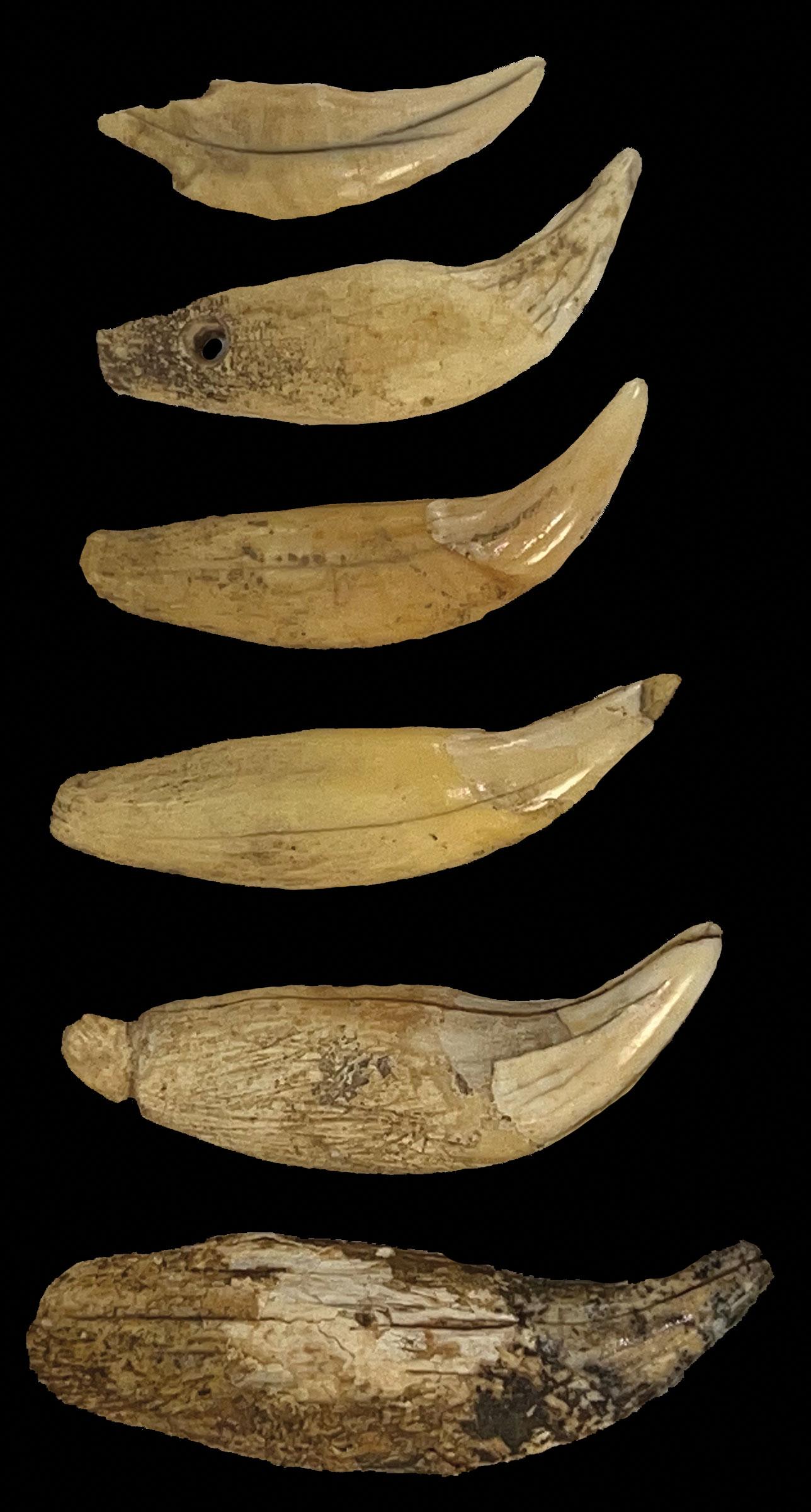 Collection of 14 Animal Bone Tools and Canine Teeth. Ex-Kevin Pipes.: Collection of 14 Animal Bone Tools and Canine Teeth. 1 3/8" to 4 5/8". From a TN collection acquired by Kevin Pipes. All in very good condition.