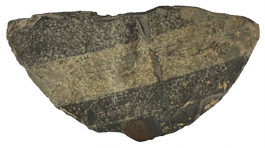 6 7/8" Winged Bannerstone Preform. Davis COA. OH. Huge (0202) on Aug 06, 2022 Tony Putty