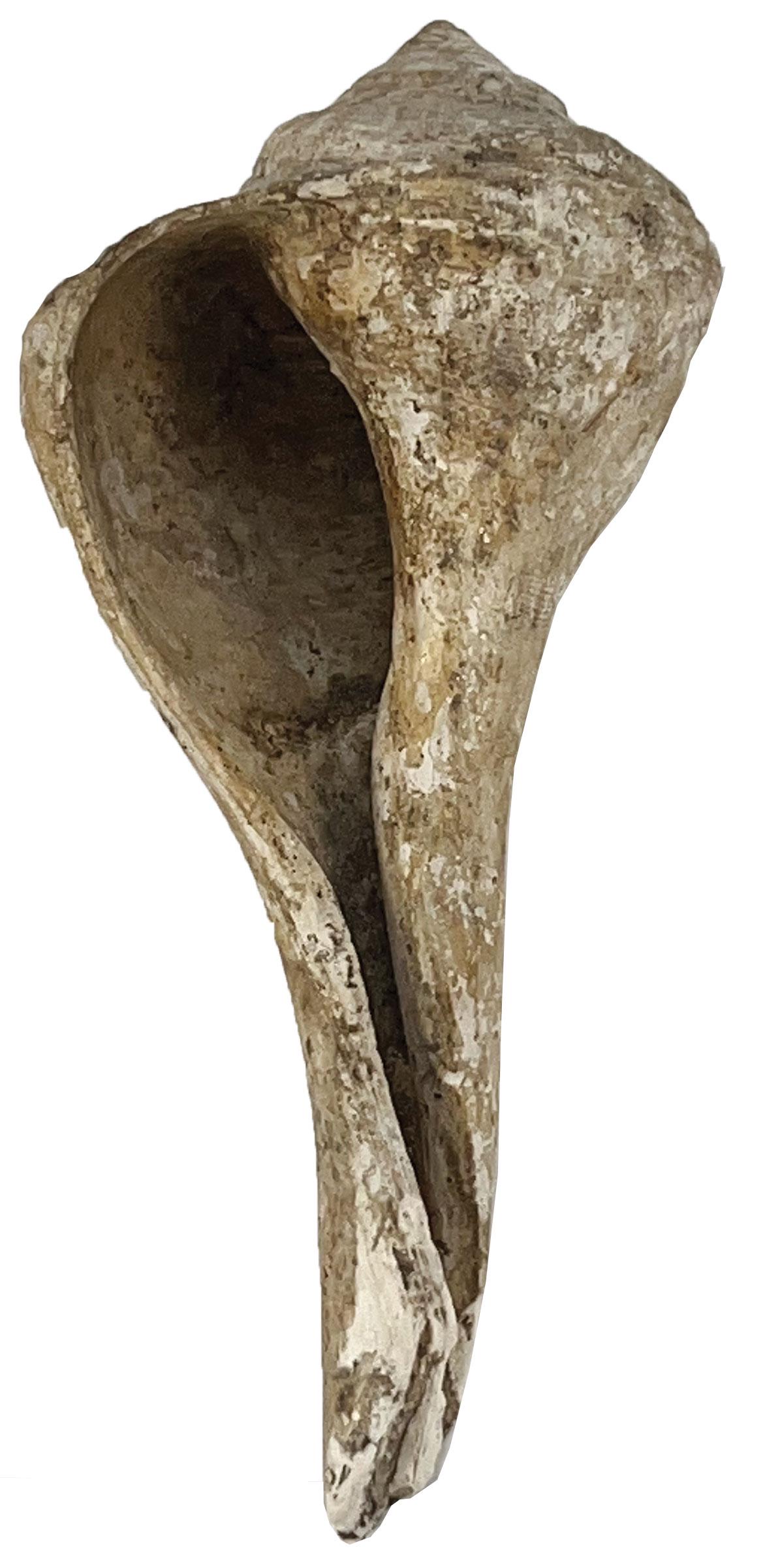 5 1/4" Polished Shell.  LeFlore Co, OK.  Temple Mound (Spiro). (1 of 3)