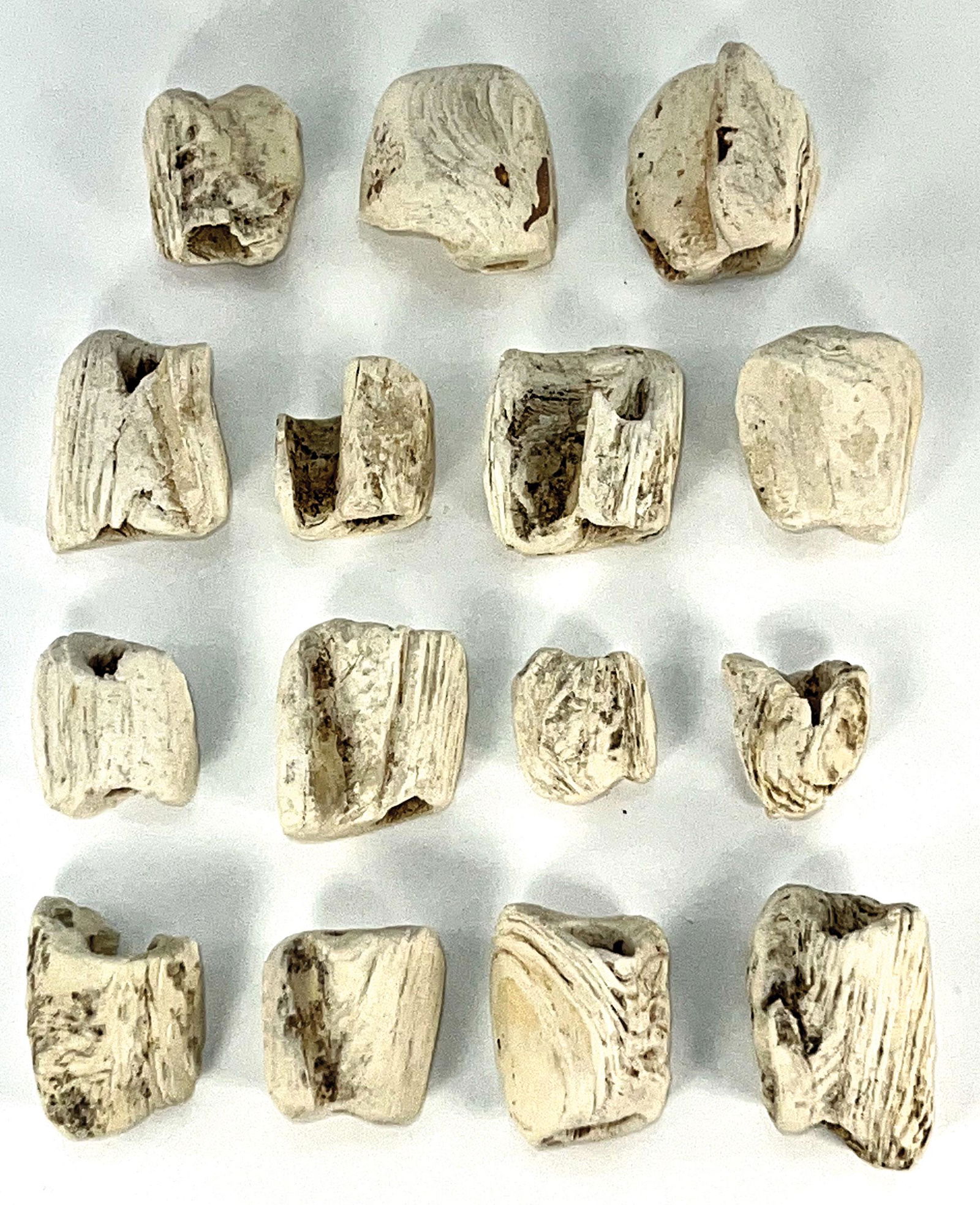 Fifteen Large (~1") Conch Shell Beads from Spiro Mound (1 of 1)