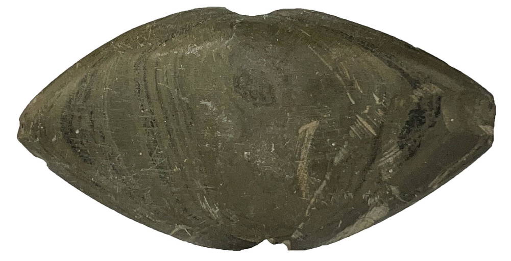 4 5/16" Slate Winged Bannerstone. Finely polished. McQuaide (0123) on Oct 15, 2022 Tony Putty