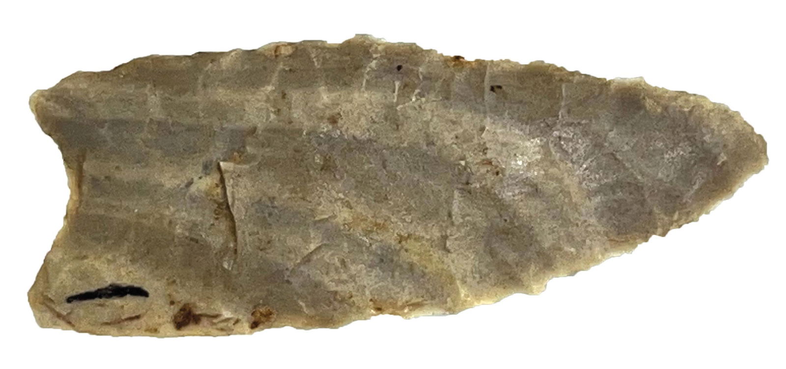 1 3/4" Barnes Clovis.  Mt. Sterling, IA.  Very thin and well fluted.  Cobden Chert. COA (1 of 2)