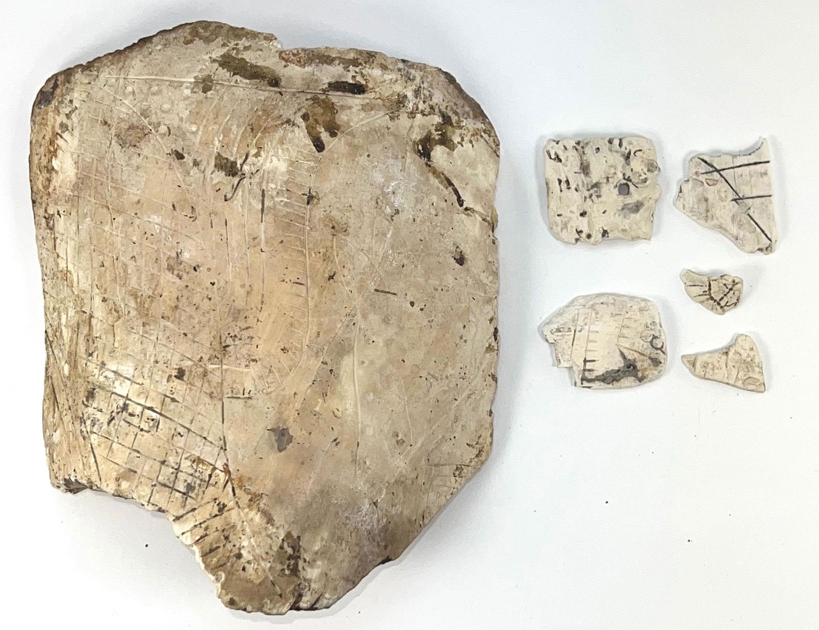 A Large Section (4 3/4" x 5 3/4") of Engraved Shell.  Comes with 5 small pieces. (1 of 4)