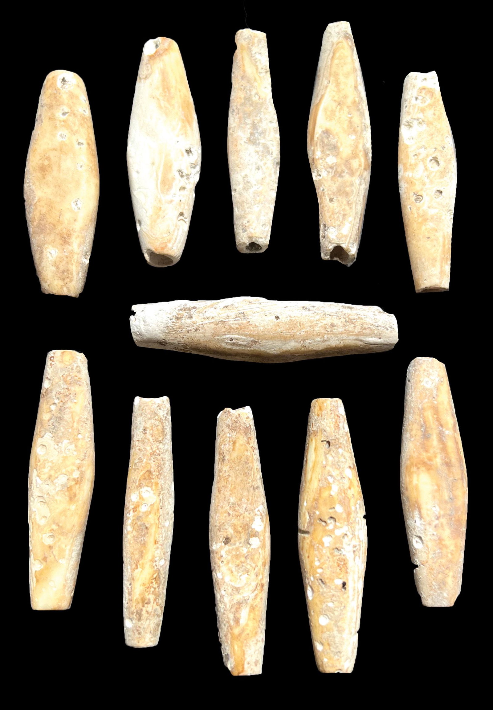 11 Shell Beads from Spiro Mound (Leflore Co, OK). Large, 2 1/8" to 2 3/8". Ex-Earl Townsend: 11 Shell Beads from Spiro Mound (Leflore Co, OK). Large, 2 1/8" to 2 3/8". Carved, their shape prompted the term "Coffin Beads). Ex-Ken Partain, Earl Townsend frame. Pictured in Ken's Spiro collection