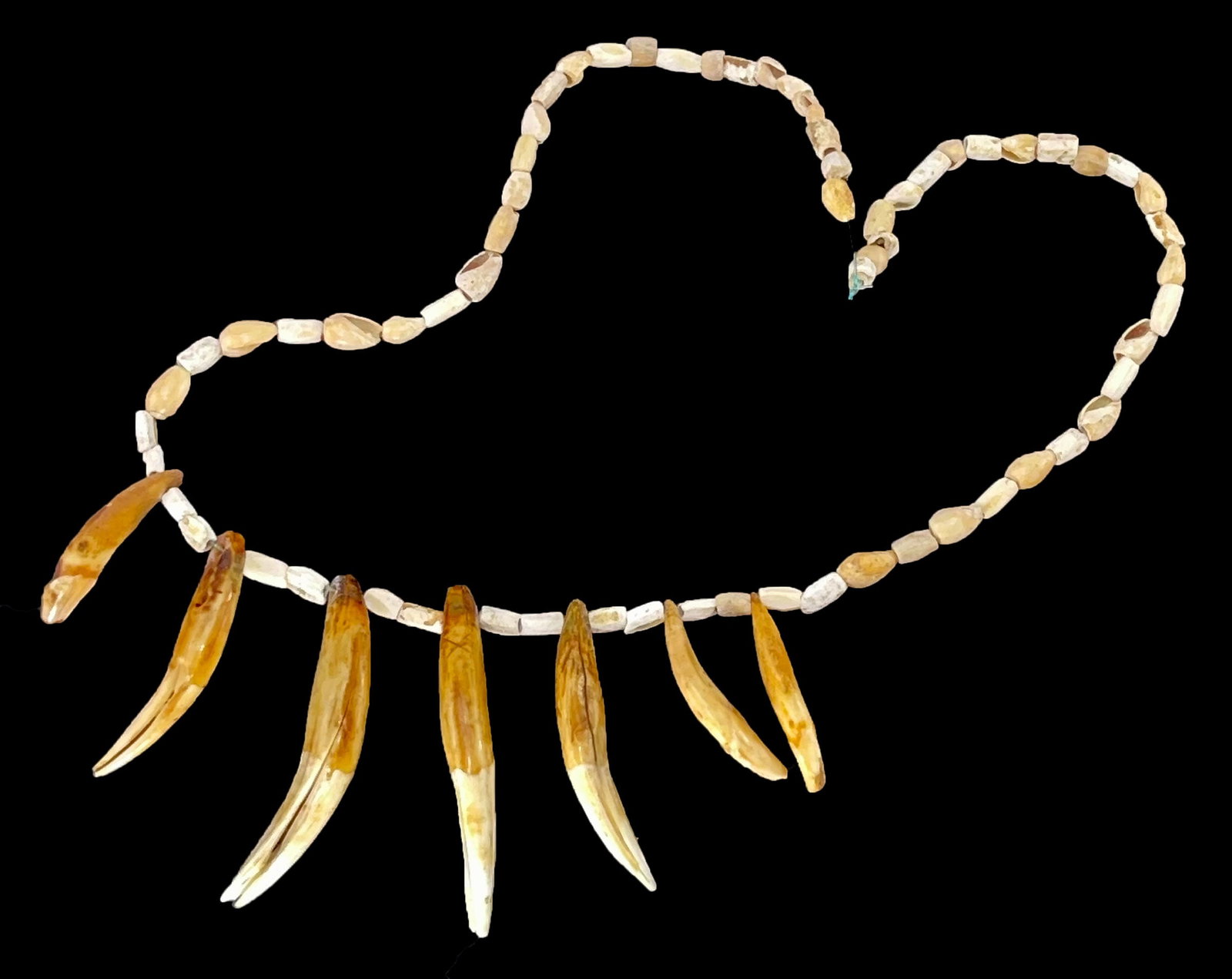 10" Shell and 7 Drilled Bear Teeth Necklace. Tennessee.: 10" Shell and 7 Drilled Bear Teeth Necklace. Tennessee. Ex Brandon Vanderver
