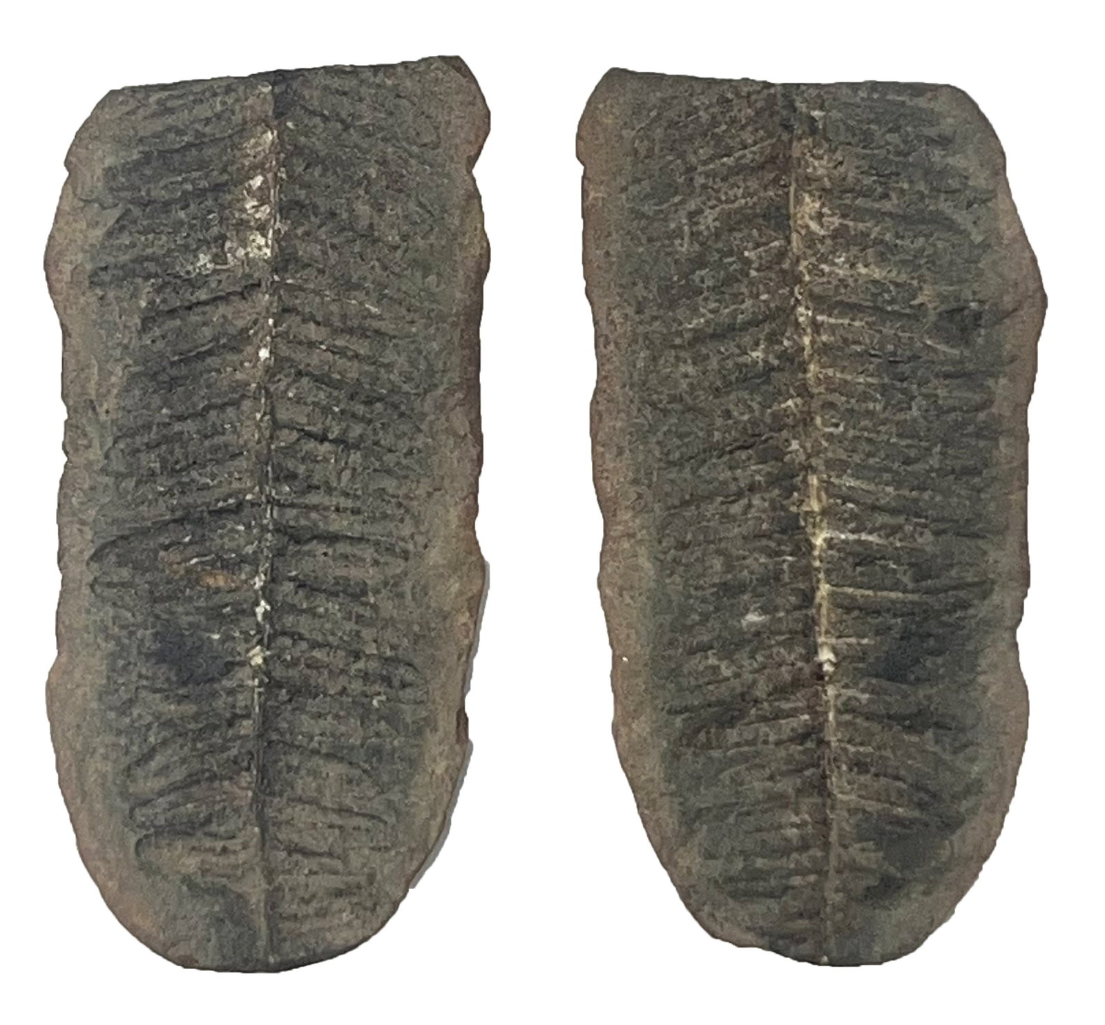 3" Fossilized Fern Leaf. Western Pennsylvania. Ex Dale Rector Collection.: 3" Fossilized Fern Leaf. Western Pennsylvania. Ex Dale Rector.