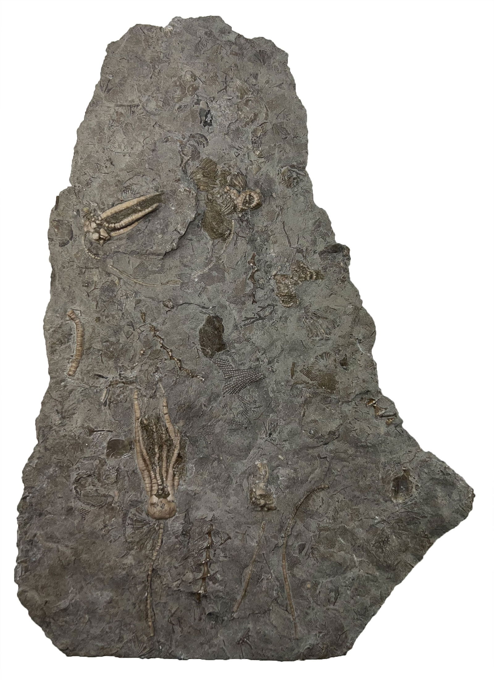10 1/2" Crinoid Fossil covered Limestone. Ex Steve Dowell (1 of 2)
