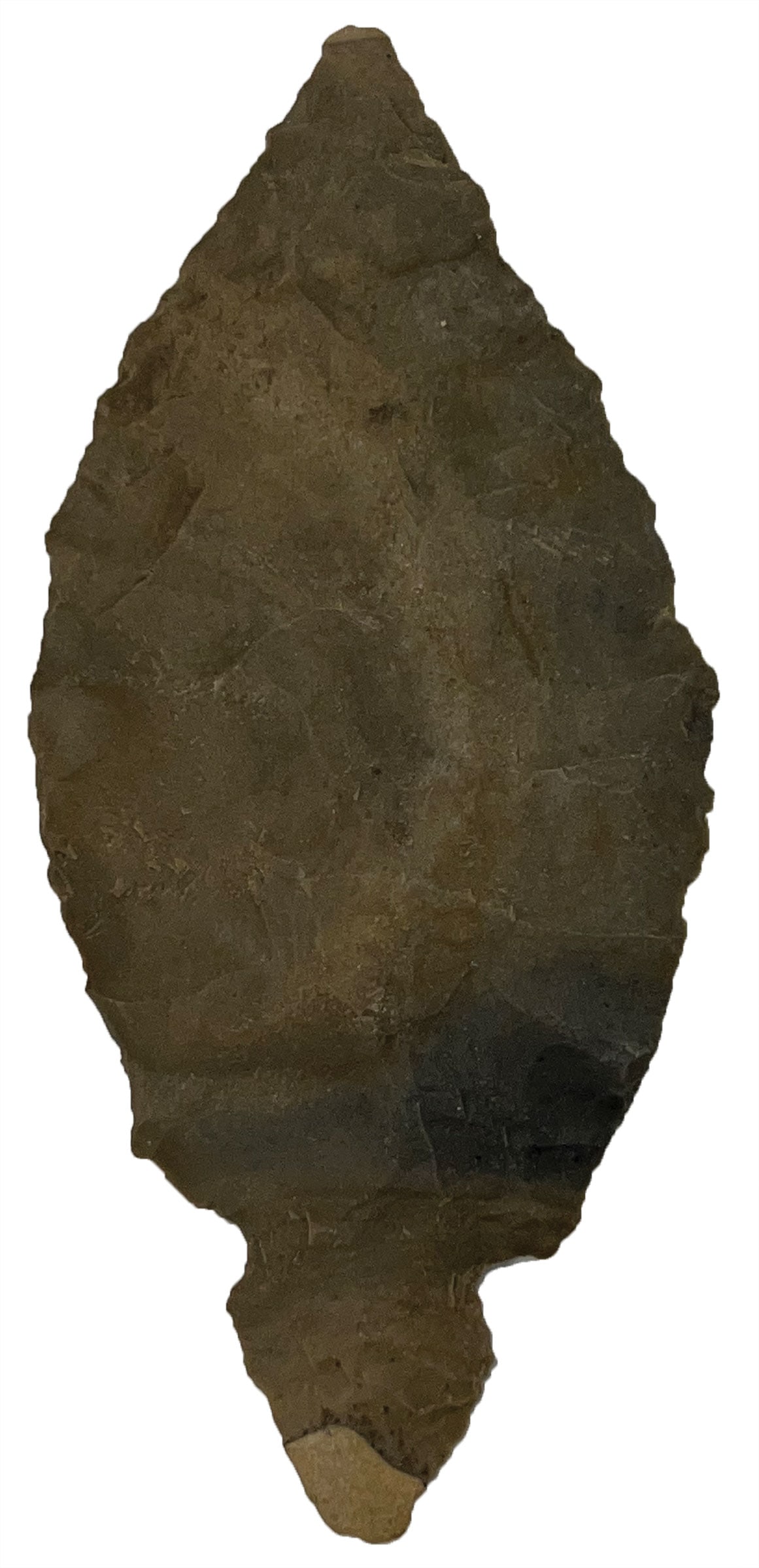 4 9/16" Turkeytail. Hornstone. Posey County, IN. Rogers COA. (1 of 3)