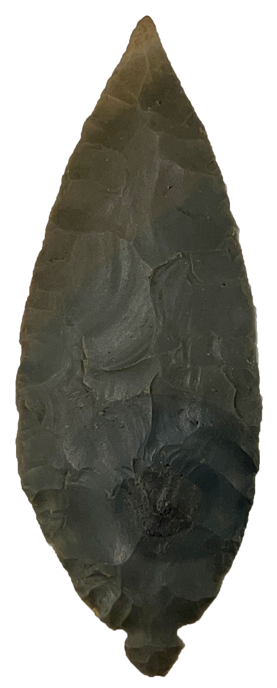 3 15/16" Turkeytail. Hornstone. Hopkins County, KY. Putty COA. (1 of 3)