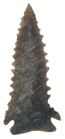 3 1/4" Serrated Pinetree. High Grade Carter Cave. Indiana. Putty COA.