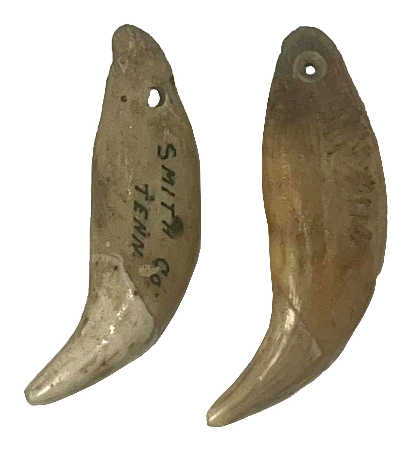 2 Bear Teeth Pendants (2 1/2" and 2 11/16"). Tennessee.: 2 Bear Teeth Pendants (2 1/2" and 2 11/16"). Tennessee.