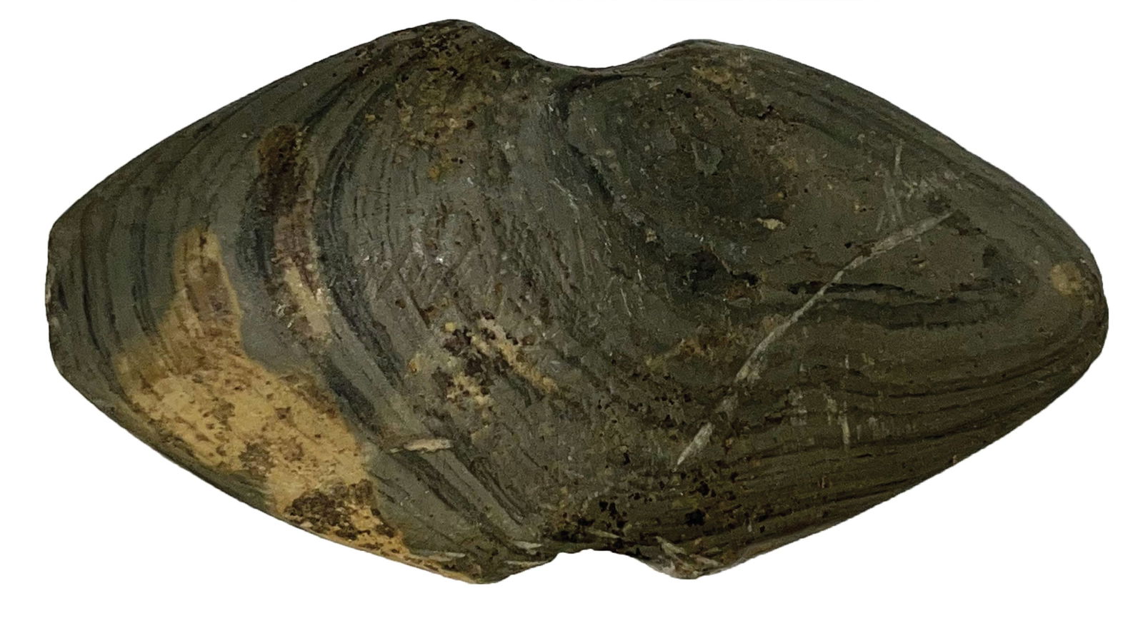 3 7/8” Winged Bannerstone. Banded Slate. Ohio. Ex Richard Tebbs. (1 of 6)