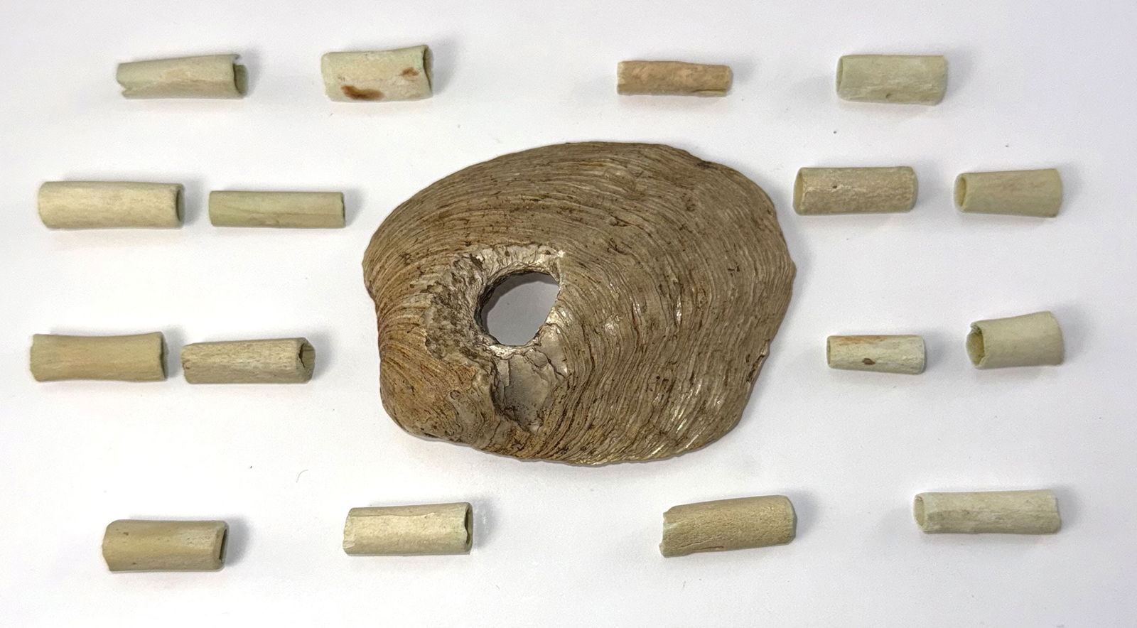 16 Bone Beads and 1 Shell Hoe. Recovered by John Rose. Ex Nick Gray.: 16 Bone Beads and 1 Shell Hoe. Fort Ancient Culture. Recovered by John Rose. Scioto County, Ohio. Ex John Rose and Nick Gray Collections.