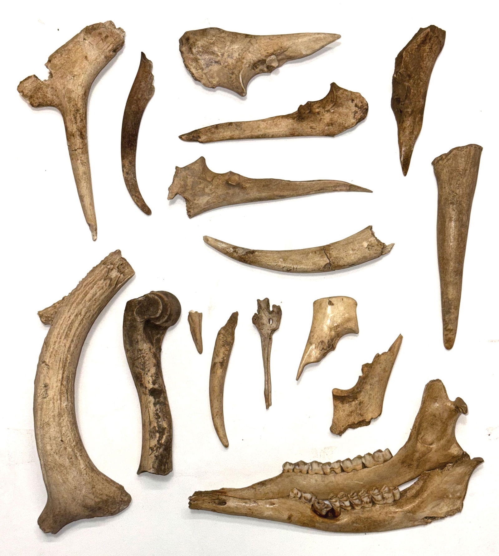 Frame of Bones and Antler. 2 3/4" to 8 1/4". Tennessee. Ex Kevin Pipes. (1 of 1)