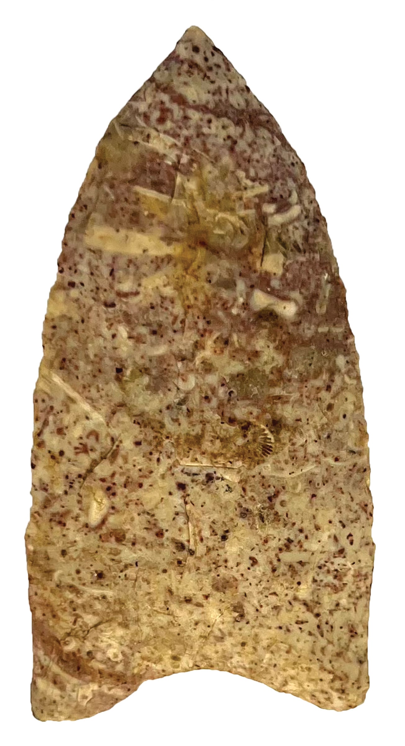 2 1/2” Plainview Point. Missouri. Harrodsburg Chert. Ex Lloyd Cash. (1 of 2)