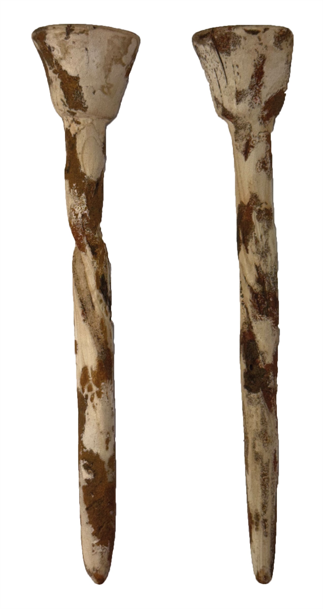 6 3/4" & 6 7/8" Ear Pins. Marine Conch Shell. LeFlore County, Oklahoma. Ex Kevin Pipes. (1 of 5)