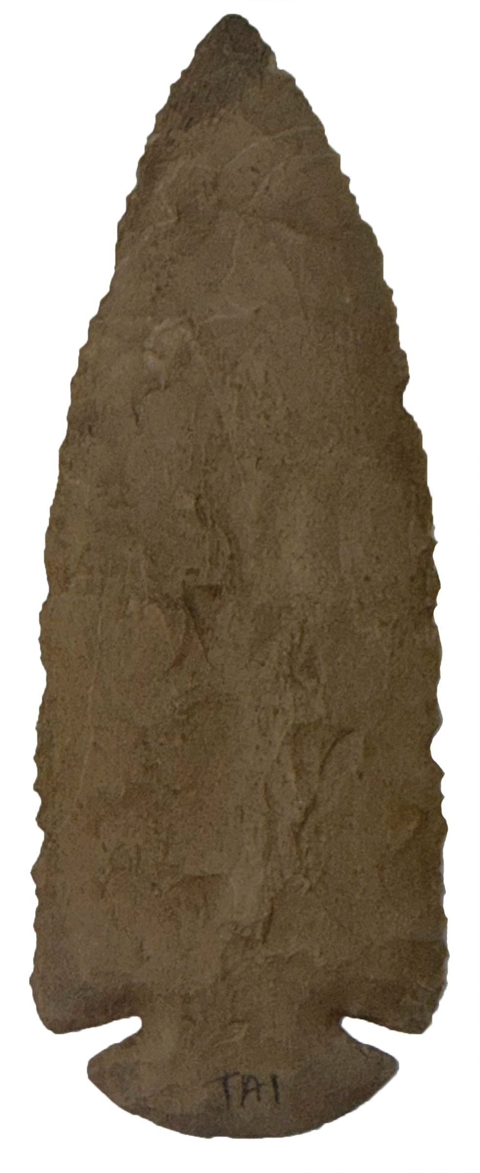 5 1/4" Dovetail (St Charles). Ft Payne Chert. Scott County, IN. Stermer and Howard COA's. (1 of 3)