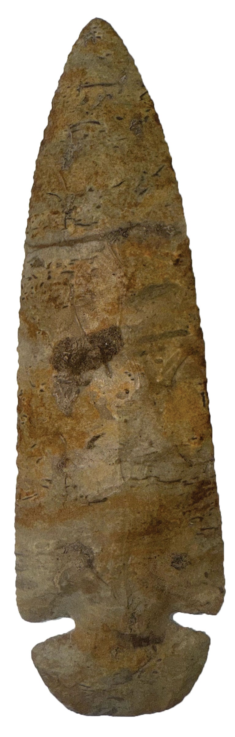 6 1/8" Dovetail. Camden Chert. Madison County, KY. Ex Lynn Munger. Rogers COA. (1 of 5)