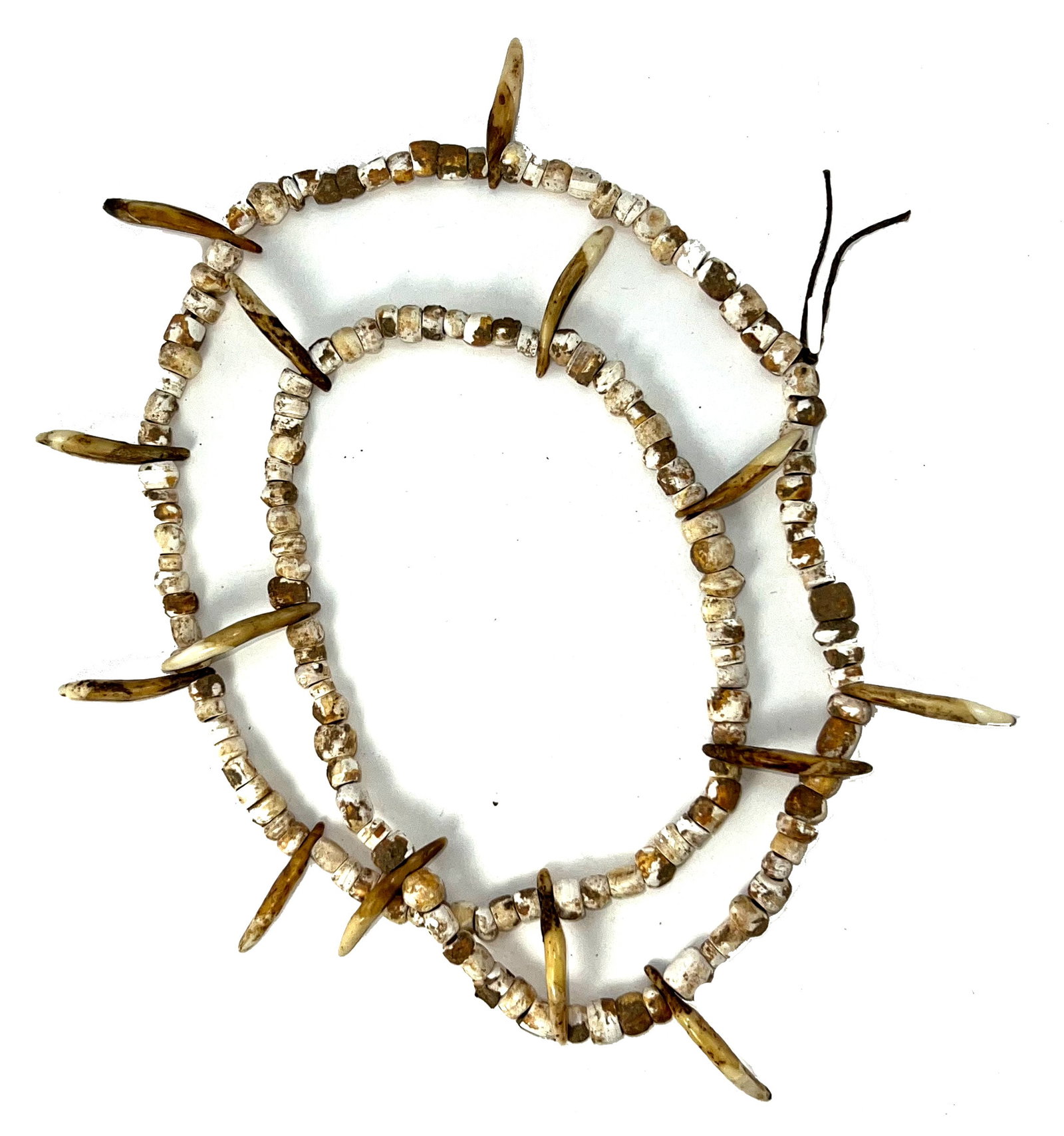 7” Strand of Marine Shell Beads and K9 Teeth. Recovered in the 1950s. Ohio. J Davis COA.: 7” Strand of Marine Shell Beads and K9 Teeth. Recovered near the Gold camp Site in the 1950s. Lawrence County, Ohio. Ex Kevin Pipes. J Davis COA.