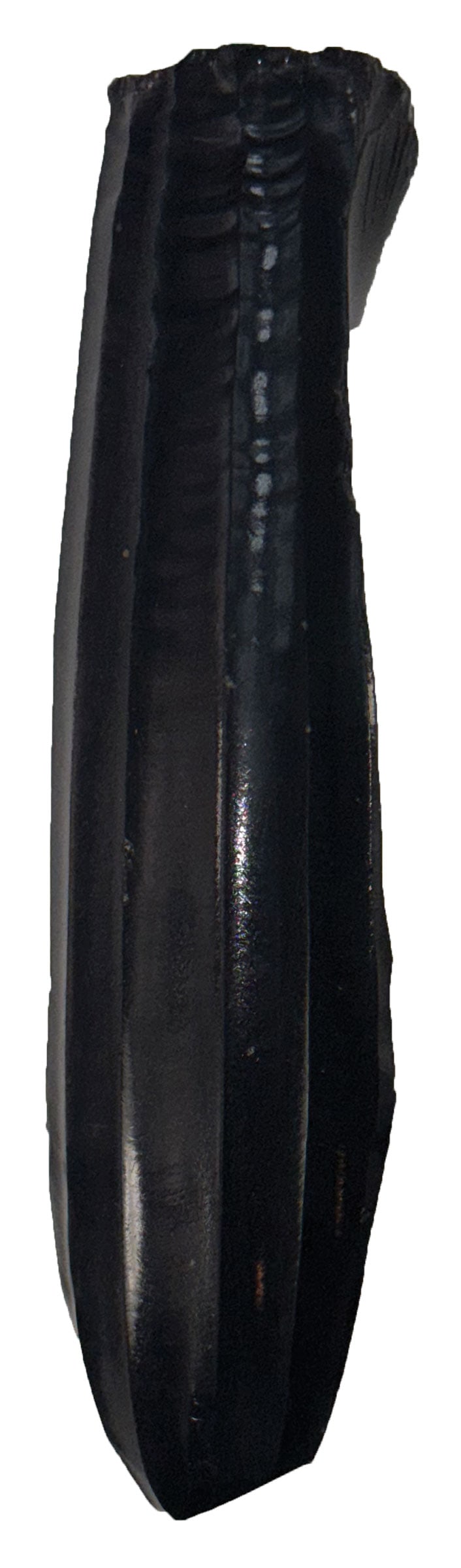 8 1/2" Obsidian Core. Northwest Coast. Ex Doug Watkins.  (1 of 2)