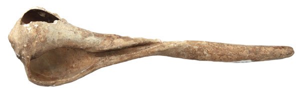 8 1/2" Conch Shell Pendant. Spiro Mound.: 277. 8 1/2" Conch Shell Pendant. Spiro Mound. Drilled for suspension. Wonderful example of Spiro culture. Ex-Allan Shope