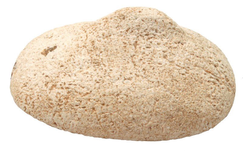 Undrilled style Knobbed Gorget. KY. Davis COA: 2 3/4" Undrilled style Knobbed Gorget. KY. Rare Galena example. Davis G9 COA