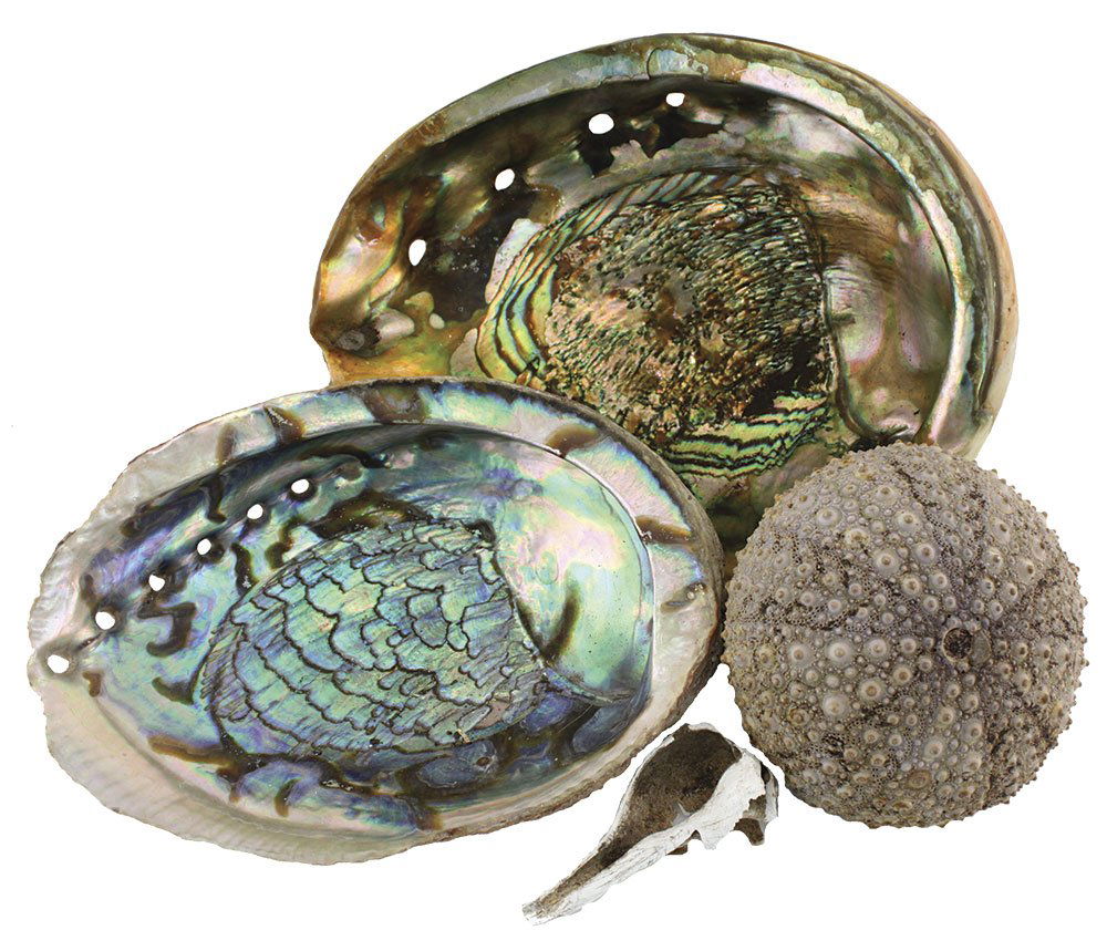 Roy Hathcock's shell collection.  16 Shells and Marine (1 of 3)