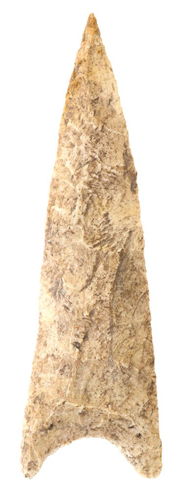 2 7/8" Santa Fe. Marion Co, FL. Ex-Bryce Hathcock,: 2 7/8" Santa Fe. Marion Co, FL. Ex-Bryce Hathcock, Paleo Enterprises COA (G9.5)