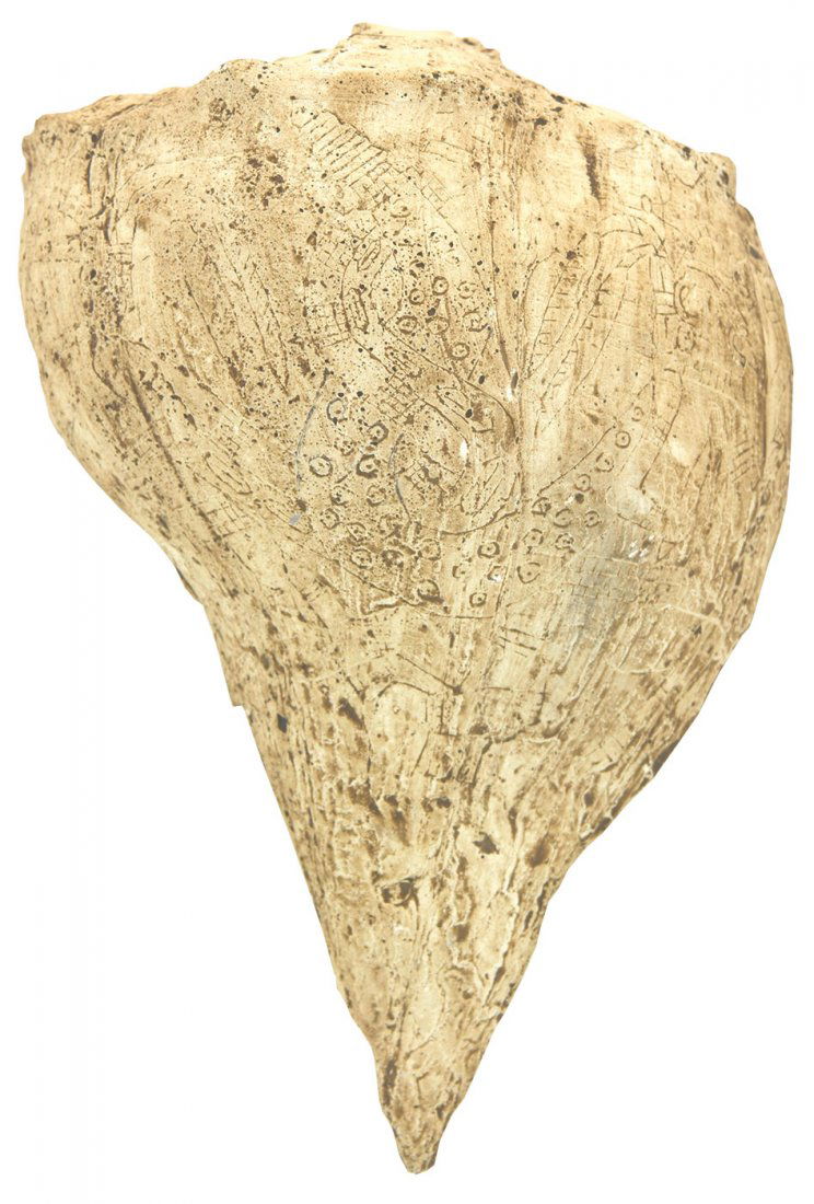 8 1/2" Engraved Conch Shell "Dipper".  No provenance, (1 of 3)