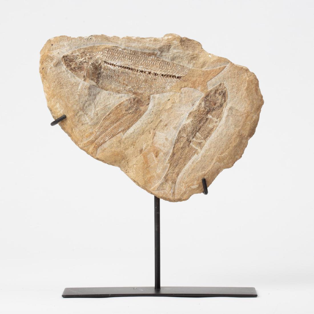 A REMARKABLE FOSSIL PLATE WITH THREE FISH