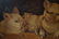 Antique Piglets Oil on Canvas - 3