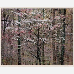 CHRISTOPHER BURKETT / Pink and White Dogwoods (1991): Christopher Burkett (Oregon, b. 1951) Pink and White Dogwoods (Kentucky), 1991 Cibachrome print on photo paper 18" x 23" (sight) Pencil-signed to the lower right mat, and pencil-signed,