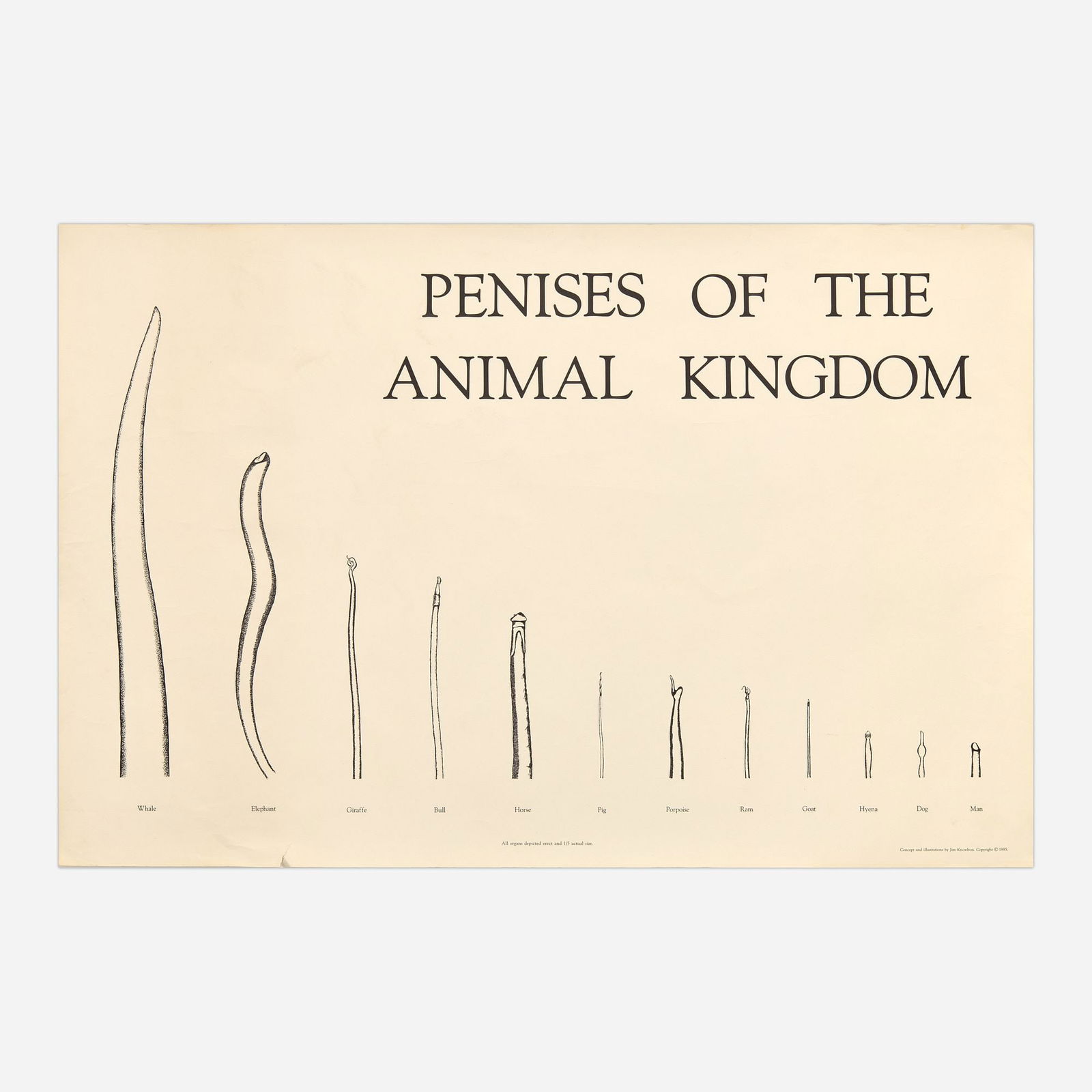 Jim Knowlton "Penises of the Animal Kingdom" (1985 Lithograph) (1 of 5)