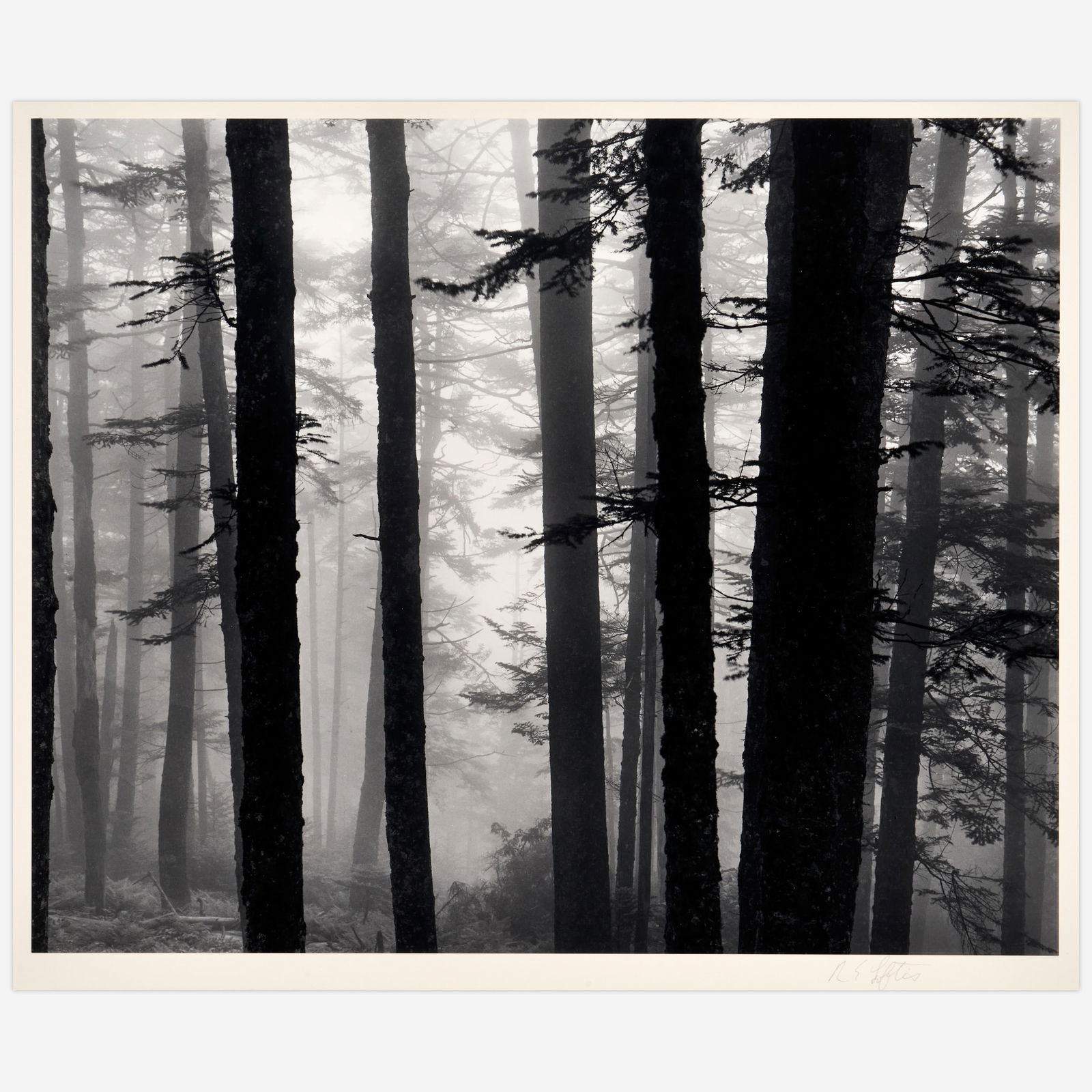 Richard Loftis "Misty Trees, North Carolina" Gelatin Silver Print (1974) (1 of 4)