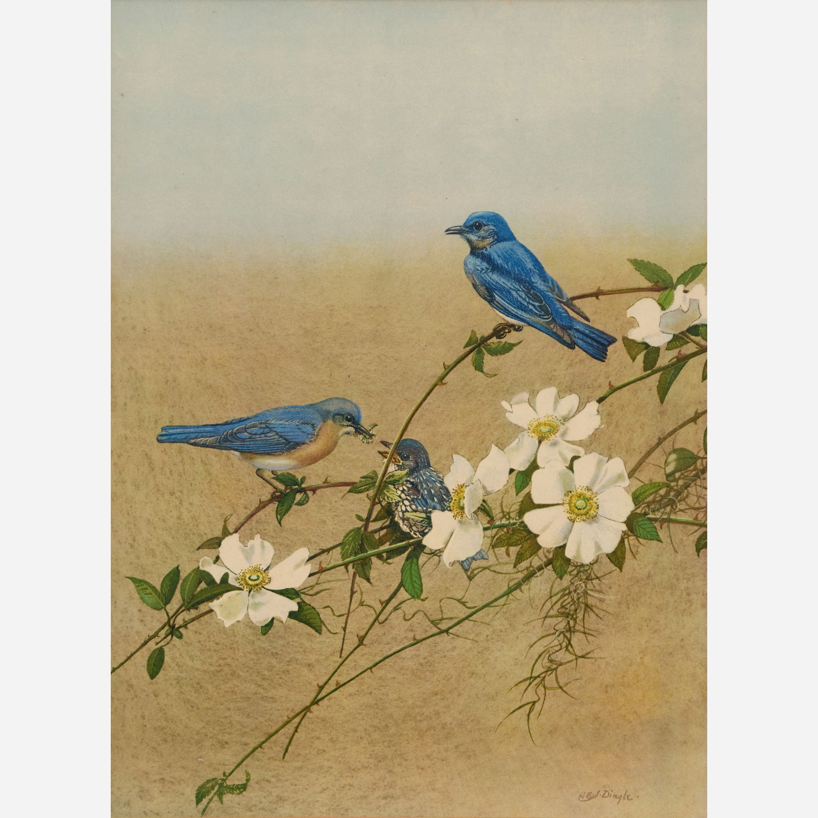 Edward von Siebold Dingle "Eastern Bluebird and Cherokee Rose" Collotype: Edward von Siebold Dingle (South Carolina, 1893-1975) Eastern Bluebird and Cherokee Rose Collotype on paper 10 1/4" x 7 1/2" (mat window) Printed by Atelier Graphique H. Vontobel, Swi
