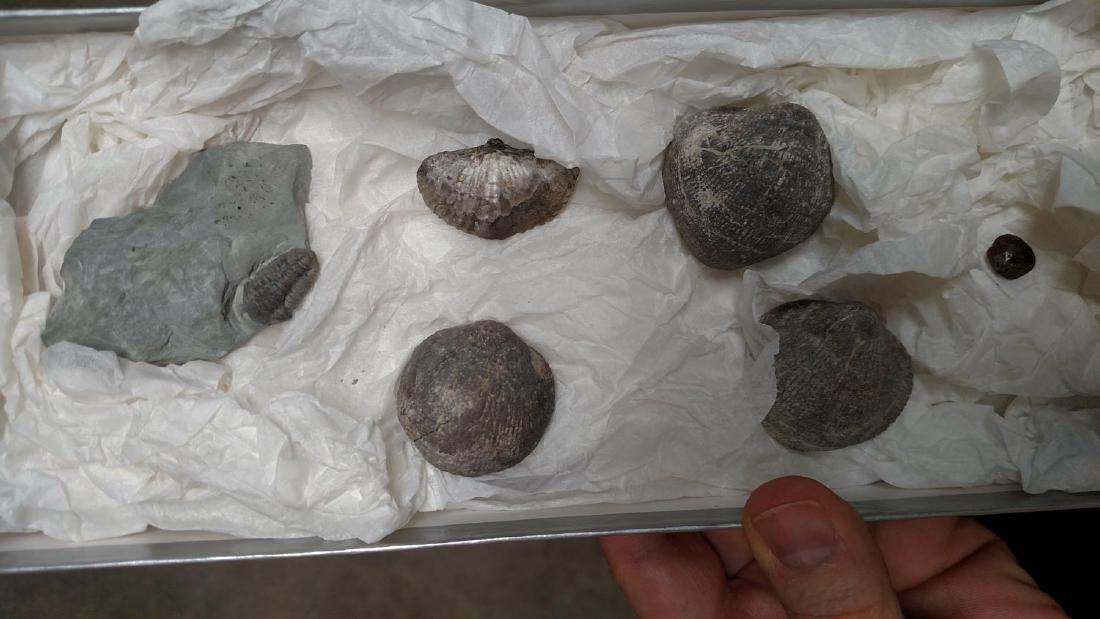 Group of 6 Various Sea Creature Fossils (1 of 1)