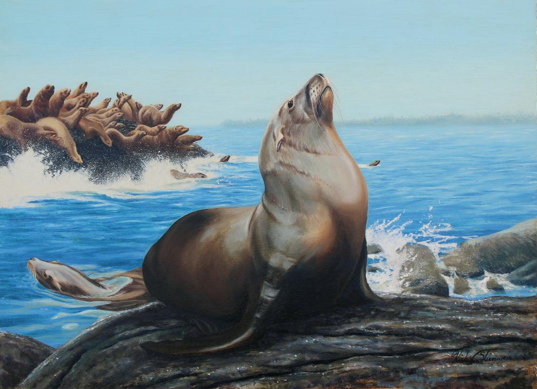 Kirk Stirnweis (B. 1967) "California Sea Lion": Kirk Stirnweis (Colorado, New Hampshire, B. 1967) "California Sea Lion" Signed lower right. Oil on Illustration Board. Provenance: Collection of James A. Helzer (1946-2008), Founder of Unicover Corpor