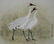 Zhan Gengxi (B. 1941) "Whooping Cranes" - 2