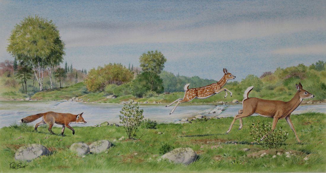 Peter Barrett (B. 1935) "Baby Deer w/ Fox" (1 of 6)
