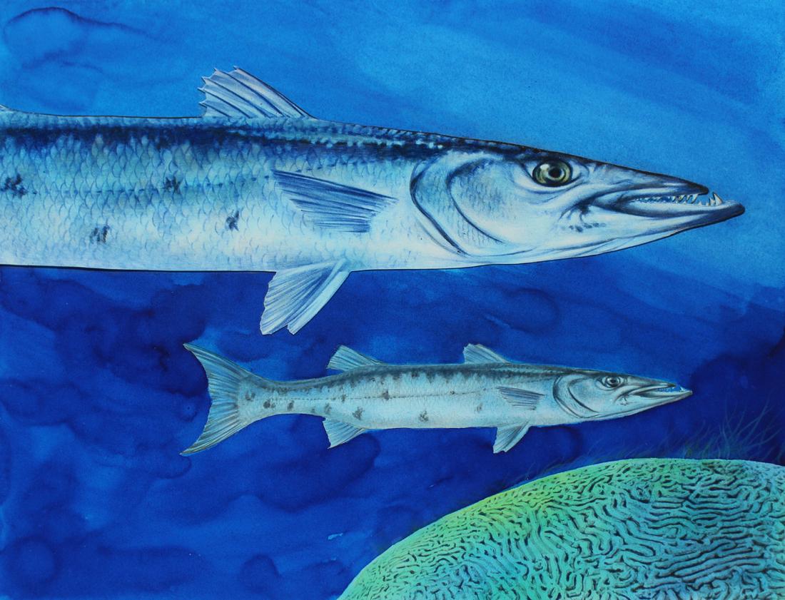 Chris Calle (B. 1961) "Great Barracuda": Chris Calle (American, B. 1961) "Great Barracuda" Signed lower right. Original Mixed Media on Illustration Board painting. Provenance: Collection of James A. Helzer (1946-2008), Founder of Unicover Co